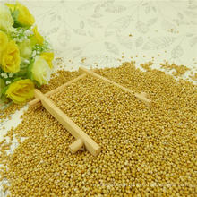 Yellow Millet In Husk for Human 2012